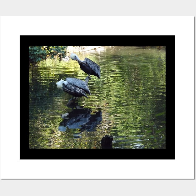 Exotic Bird and Reflection, Bronx Zoo, Bronx New York Wall Art by AxeandCo